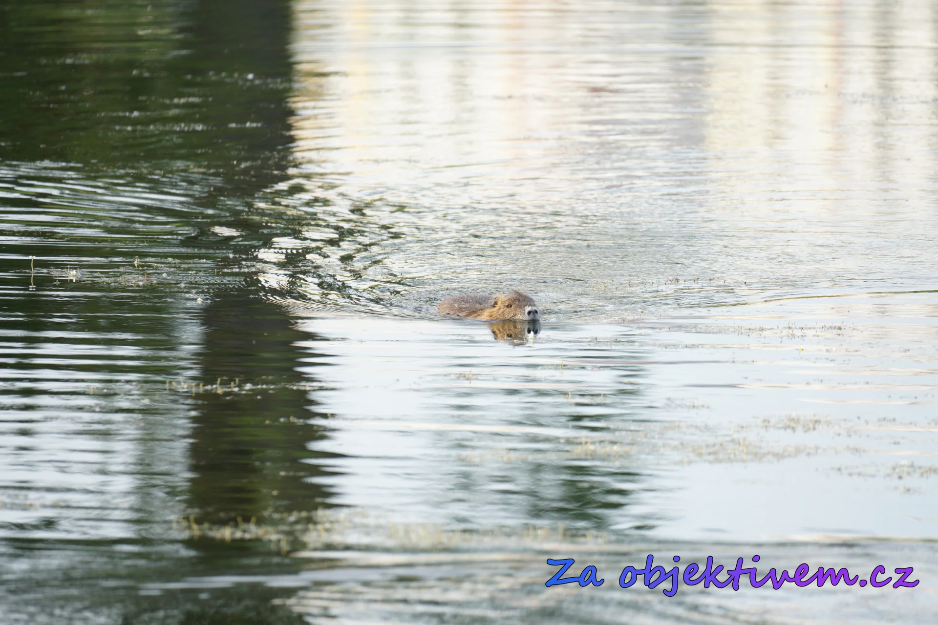 Nutrie říční
